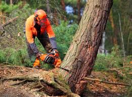 Best Commercial Tree Services  in Galliano, LA